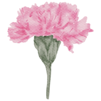 acuarela de flor de clavel png