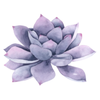 peinture à la main aquarelle cactus png