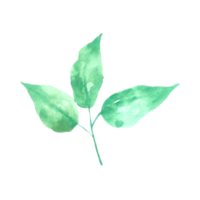 grönt blad element vattenfärg png
