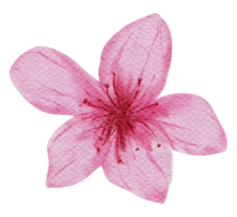 Cherry Blossom flower watercolor png