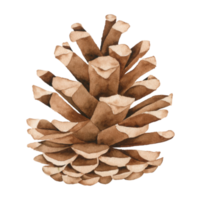 Pine cone watercolor hand paint png