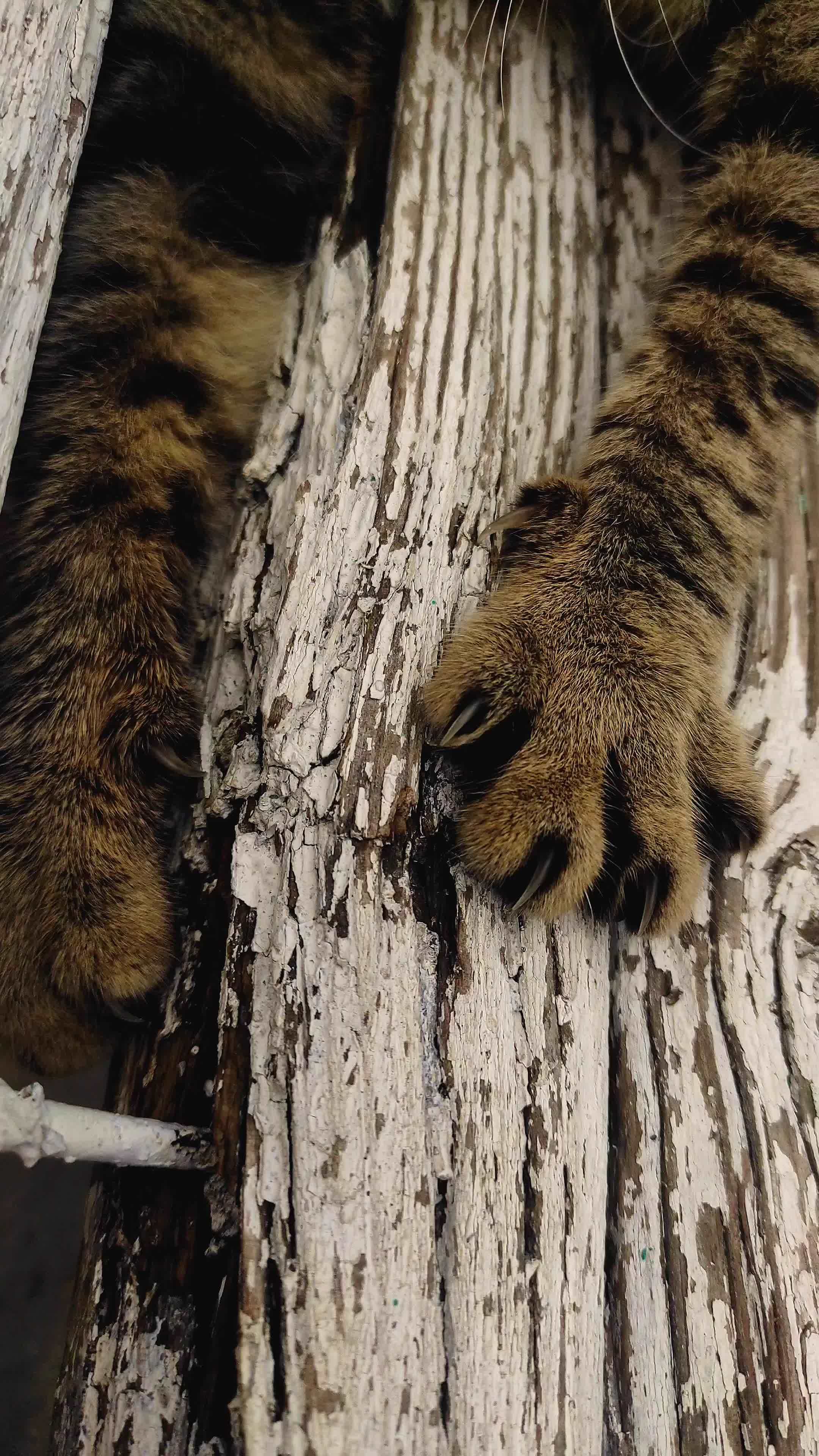 cat's claws dig into a tree, vertical video 10250548 Stock Video at