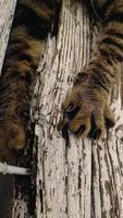 las garras de gato se clavan en un árbol, video vertical