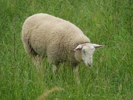 ovejas en un prado en alemania foto
