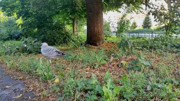 a large gull chick walks in the city video