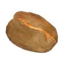 Coffee bean watercolor hand paint png