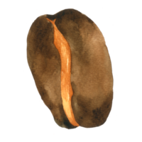 kaffeböna akvarell handfärg png