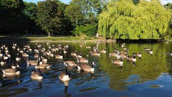 High Angle Drone's Aerial Footage of Lake Water Birds British Geese and Seagulls are Rushing to eat Food at Wardown Park of Luton Town of England UK photo