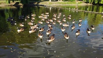 High Angle Drone's Aerial Footage of Lake Water Birds British Geese and Seagulls are Rushing to eat Food at Wardown Park of Luton Town of England UK photo