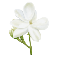 Watercolor of Decorative Jasmine Flower Buds and Bloom, Front View png