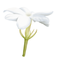 Watercolor of Decorative Jasmine Flower Bloom, Side View png