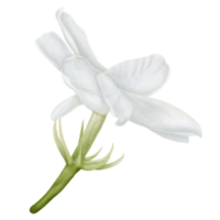 Side View of Decorative Jasmine Flower Bloom in Watercolor png