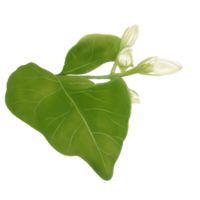 acuarela de inflorescencia de flor de jazmín decorativa y hojas png
