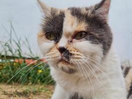 Beautiful Persian Breed Cat in the Home Garden, close up shot photo