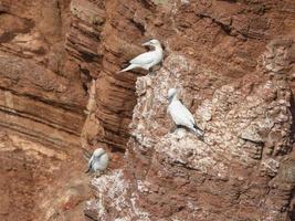 Birds on the island of Helgoland photo