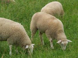 ovejas en un prado en alemania foto