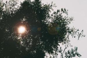 Sun lens flare through green leaves foliage in the summer photo