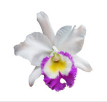 flores de orquídea aisladas en blanco con trazado de recorte