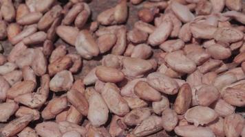 Cocoa seeds that are being dried during the day video