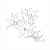 Lily flowers. Blooming lily. Silhouette of lily flowers isolated on white background. Vector illustration.