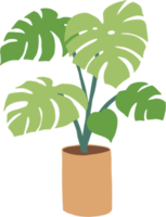 Simplicity monstera plant freehand drawing flat design. png