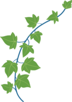 Simplicity ivy freehand drawing flat design. png