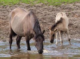 caballos salvajes en westfalia foto