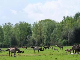 caballos salvajes en westfalia foto