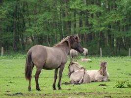 wild horses in the german muensterland photo