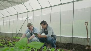 Zwei moderne männliche Landwirte kooperieren bei der Forschungsarbeit mit Tablets im Plantagengewächshaus. Gärtnermänner prüfen und inspizieren Gemüsewachstum, landwirtschaftliche Baumschulkulturen und frische organische grüne Naturprodukte. video