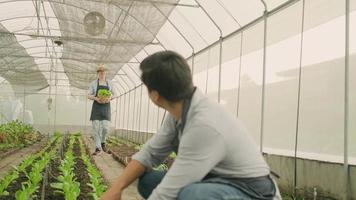 twee blanke mannelijke boerenpartners werken in een plantagekas. tuinmannen zijn blij en glimlachen, verzamelen groentegroei, landbouwgewassen en verse biologische groene natuurlijke producten. video