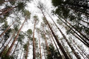 Top views of large pine trees on Carpathian mountains forest. photo