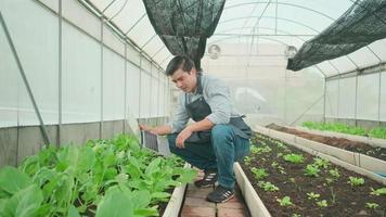 un agricultor moderno experimenta trabajando con una laptop en un invernadero de plantaciones. el hombre jardinero verifica e inspecciona el crecimiento vegetal, los cultivos de vivero agrícola y el producto natural verde orgánico fresco. video
