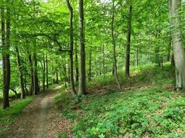 hermosa vista a un denso bosque verde con luz solar brillante que proyecta sombras profundas foto