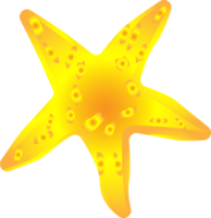 Starfish undersea ocean sea for decorative png