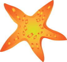 Starfish undersea ocean sea for decorative png