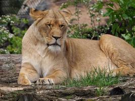 animales en el zoológico foto