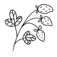 Strawberry branch with leaves and berries in hand drawn doodle style. Vector illustration on white background.