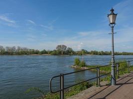 cañas en el río Rin foto