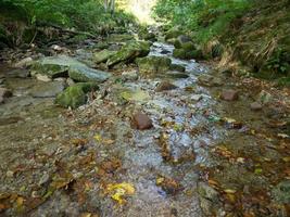 the black forest in germany photo