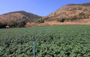 Rows of recently sprouted potatoes growing in a field photo