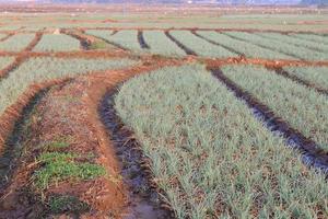 Green onion field in Northern of Thailand photo