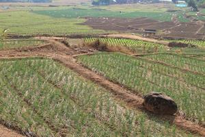 Green onion field in Northern of Thailand photo