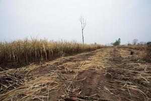 Sugarcane field fired photo