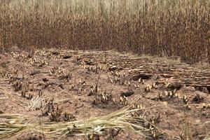 Sugarcane field fired photo