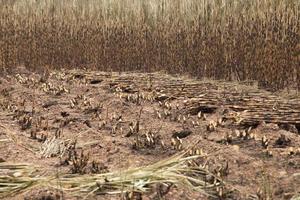 Sugarcane field fired photo