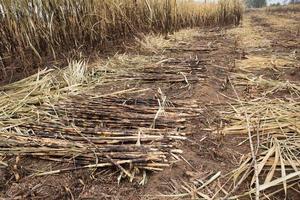 Sugarcane field fired photo