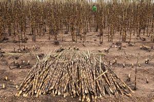 Sugarcane field fired photo