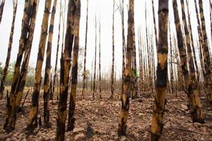 Sugarcane field fired photo