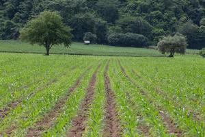 Field of young corn plants photo